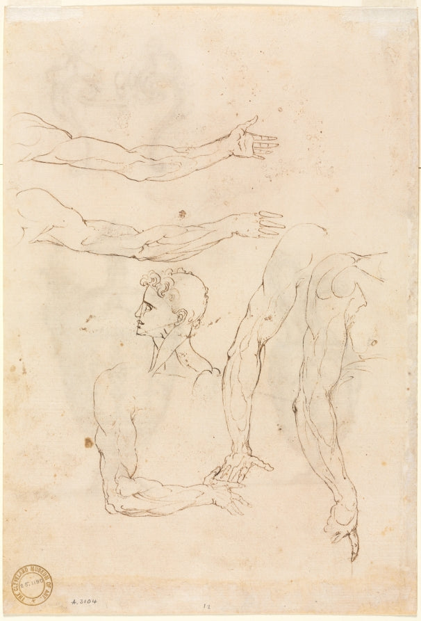 Sketches of Five Arms and a Head verso by Luzio Romano (Italian, active 1528–75) - Classic Painting canvas print