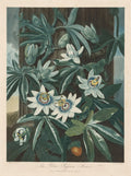 The Blue Passion-flower by Robert John Thornton (British, 1768–1837) - Classic Painting canvas print