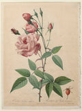 The Roses China or Bengal Rose by Henri Joseph Redouté (French, 1766–1853) - Classic Painting canvas print