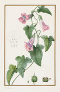 Botanical Maurndia semperflorens by Pancrace Bessa (French, 1772–1846) - Classic Painting canvas print