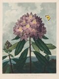 The Temple of Flora, or Garden of Nature  The Pontic Rhododendron by Robert John Thornton (British, 1768–1837) - Classic Painting canvas print