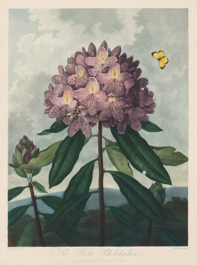 The Temple of Flora, or Garden of Nature  The Pontic Rhododendron by Robert John Thornton (British, 1768–1837) - Classic Painting canvas print
