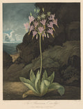 The American Cowslip, Plate 26 by Thomas Warner (English, active 1790–1828) - Classic Art canvas print