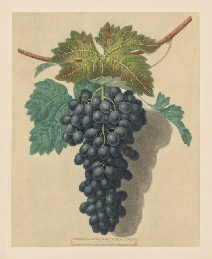 Pomona Britannica  No. 52 - Black Prince Grape by George Brookshaw (British, 1751–1823) - Classic Painting canvas print