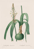 Les Liliaces  Ornithogalum longibracteatum by Pierre-Joseph Redouté (French, 1759–1840) - Classic Painting canvas print