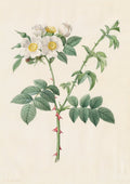 Brier Bush Rose or Dog Rose Rosa Leucantha by Pierre-Joseph Redouté (French, 1759–1840) - Classic Painting canvas print