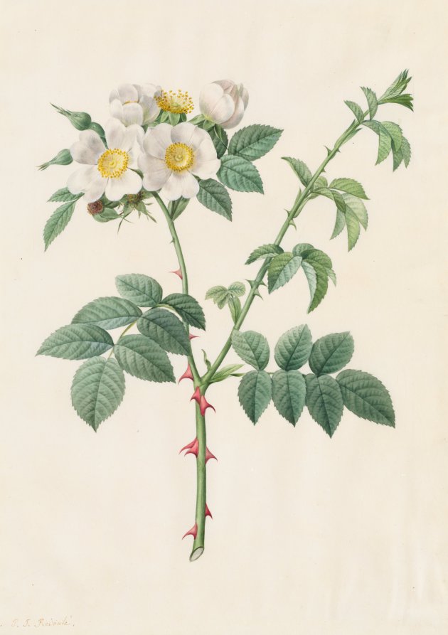Brier Bush Rose or Dog Rose Rosa Leucantha by Pierre-Joseph Redouté (French, 1759–1840) - Classic Painting canvas print