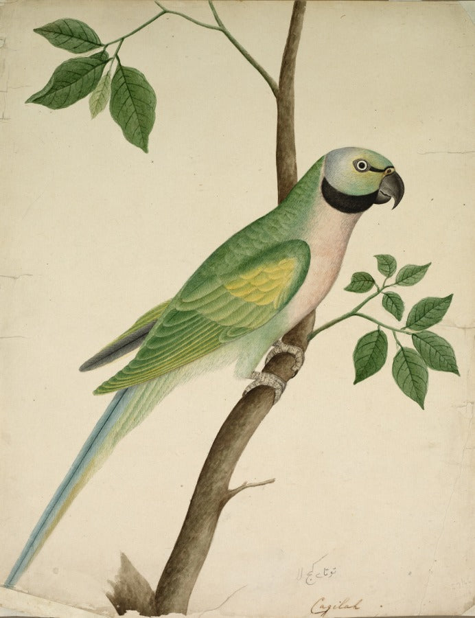 Green Parrot by  - Classic Art canvas print