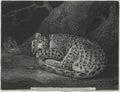 A Sleeping Leopard by George Stubbs (British, 1724–1806) - Classic Art canvas print