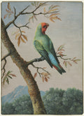 Bird Study Rosy Faced Love Bird by George Edwards (British, 1694–1773) - Classic Painting canvas print