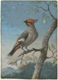 Bird Study Bohemian Waxwing by George Edwards (British, 1694–1773) - Classic Painting canvas print