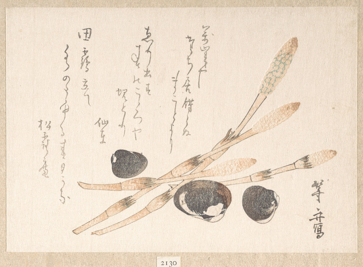 Tsukushi Plant and Shijimi Shells by Uematsu Tōshū - Ukiyo-e canvas print