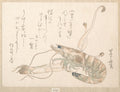 Shrimp and Udo Plant by Uematsu Tōshū - Ukiyo-e canvas print