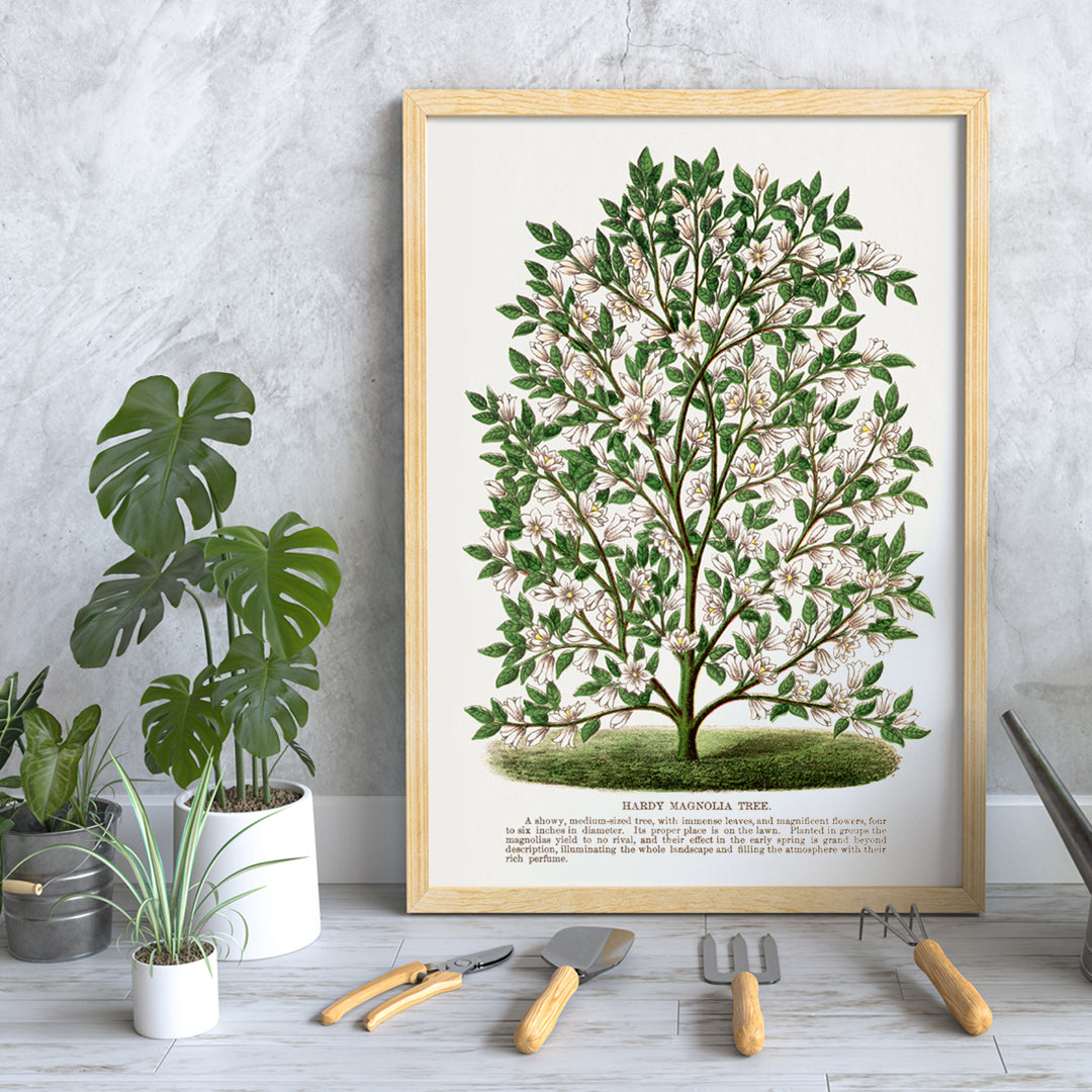 Magnolia rustique Poster by Moryarty - Oil Painting canvas print