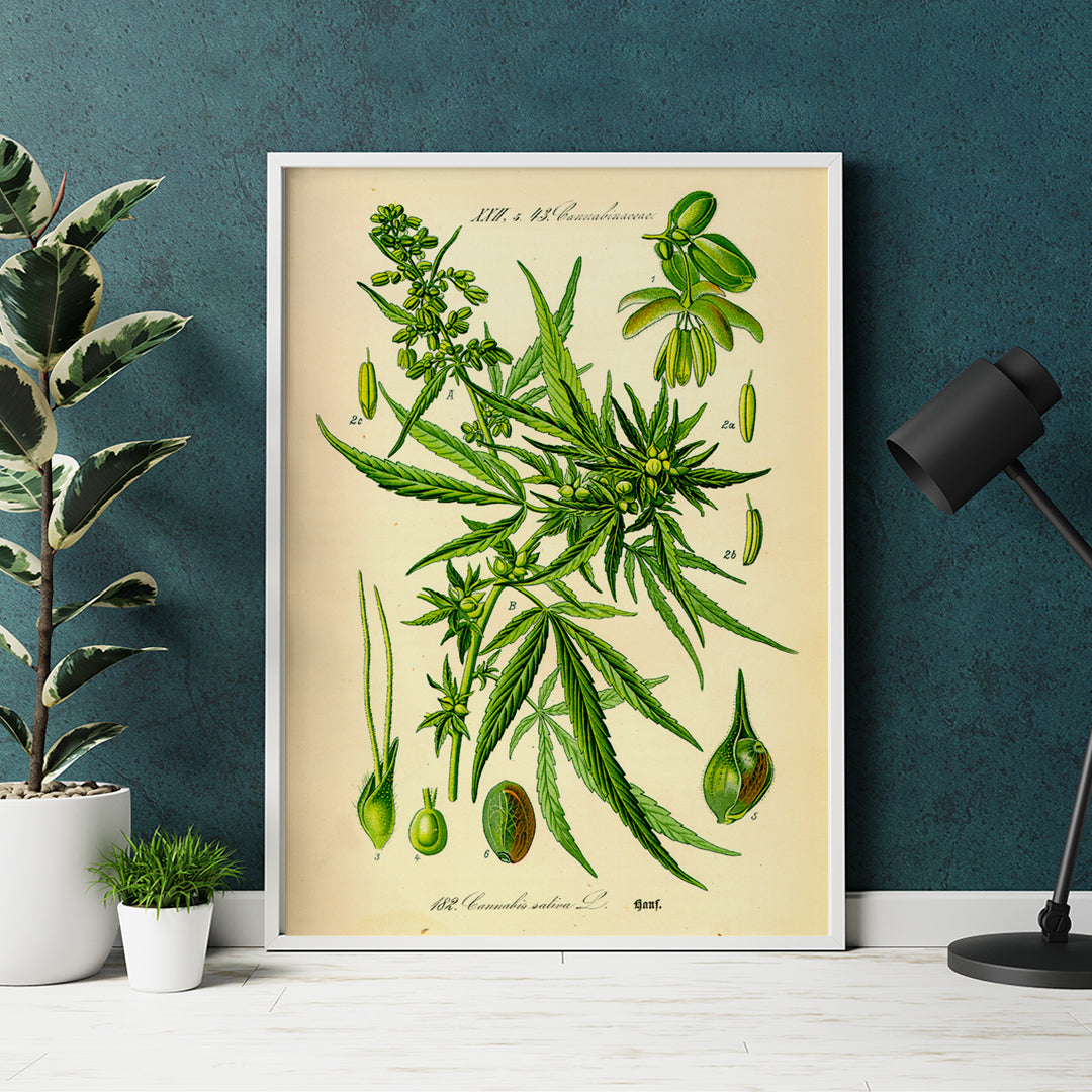 Cannabis sativa Poster by Moryarty - Oil Painting canvas print
