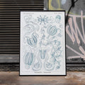 Ctenophorae Poster by Moryarty - Oil Painting canvas print