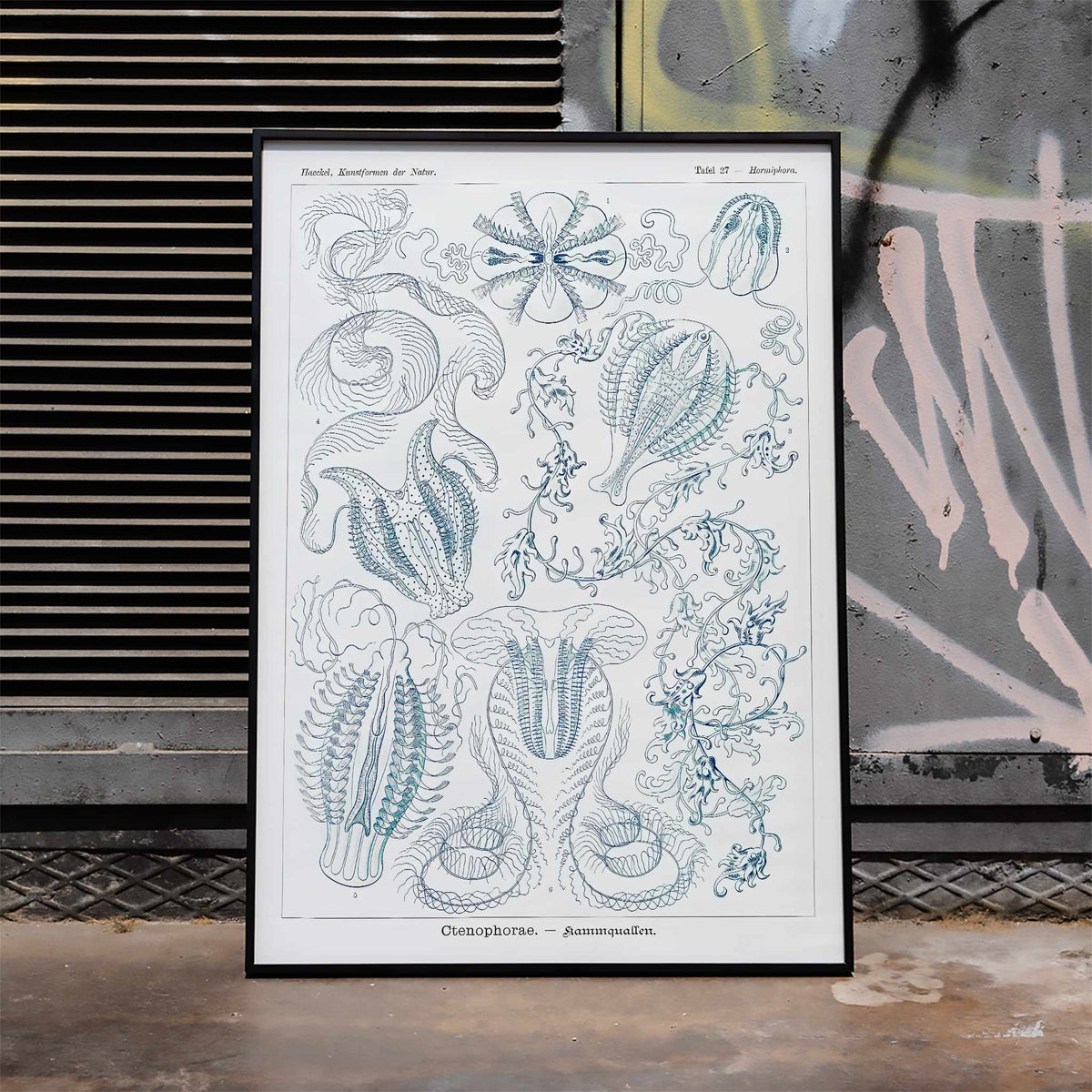 Ctenophorae Poster by Moryarty - Oil Painting canvas print