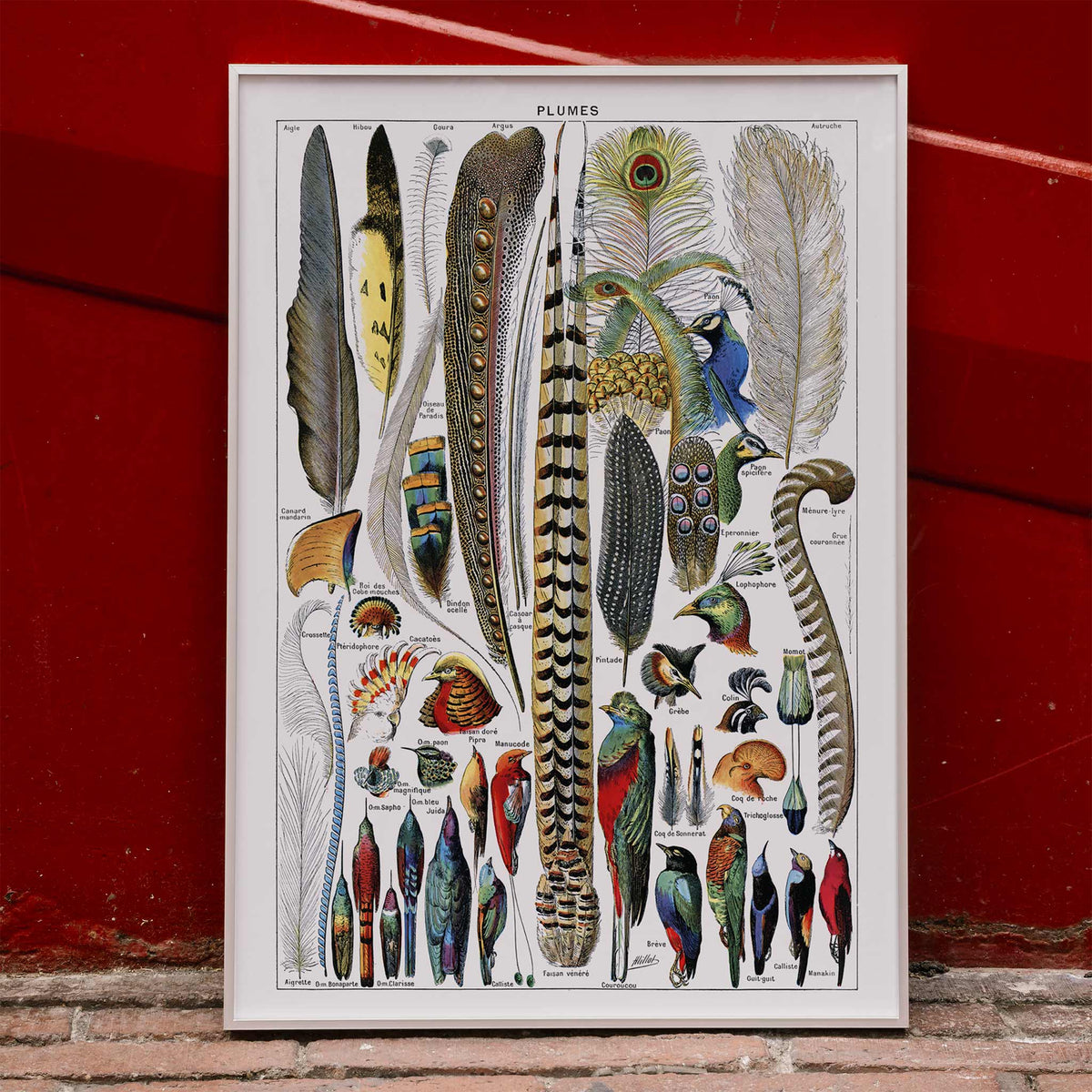 Plumes Poster by Moryarty - Oil Painting canvas print
