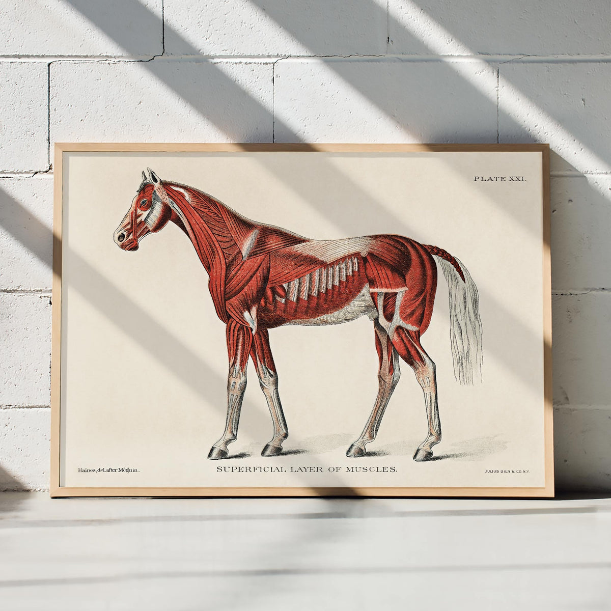 Systme musculaire du cheval Poster by Moryarty - Oil Painting canvas print