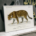 Panthera Onca Poster by Moryarty - Oil Painting canvas print