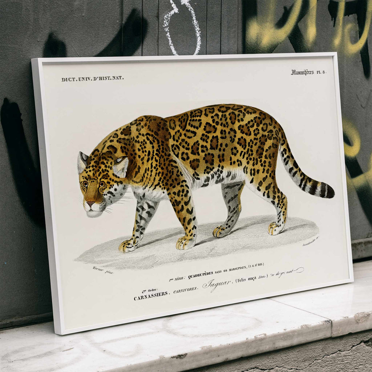 Panthera Onca Poster by Moryarty - Oil Painting canvas print