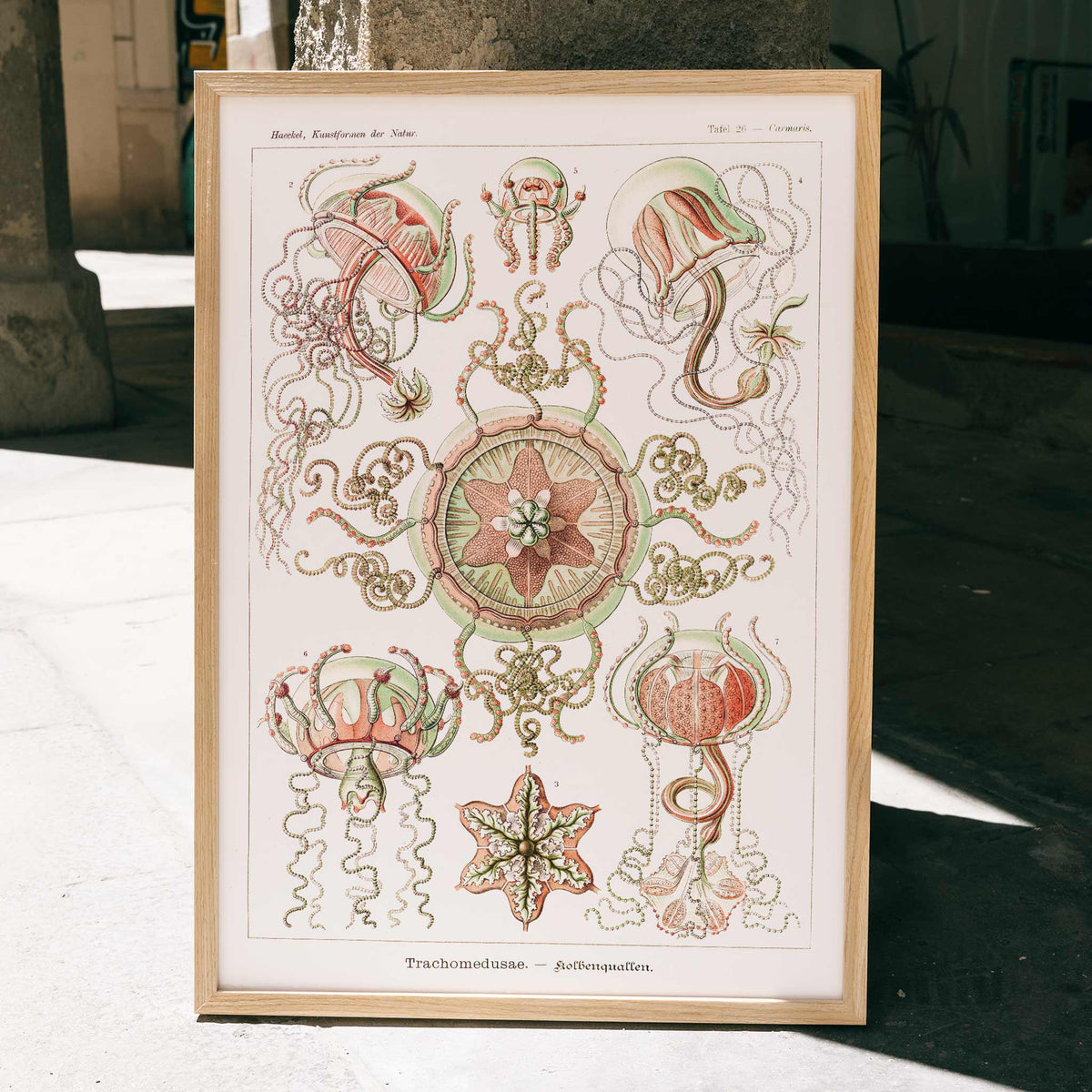 Trachomedusae Poster by Moryarty - Oil Painting canvas print