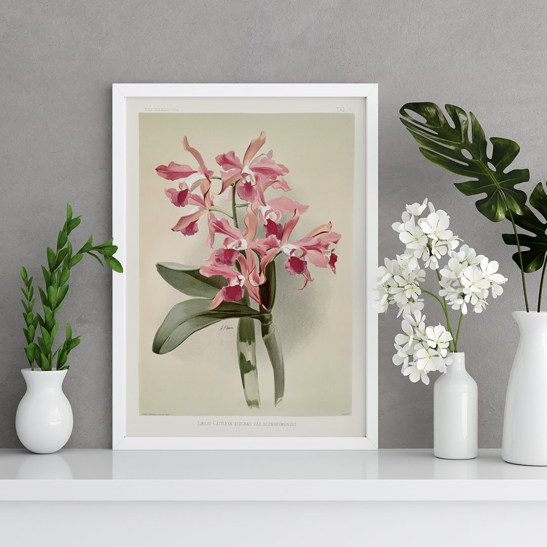 Llio-cattleya Poster by Moryarty - Oil Painting canvas print