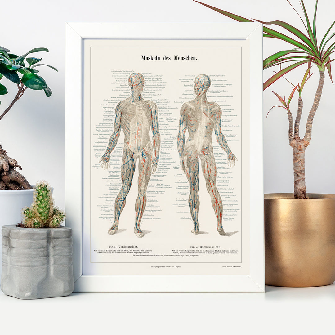 Musculature humaine Poster by Moryarty - Oil Painting canvas print