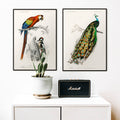 Perroquets III Poster by Moryarty - Oil Painting canvas print