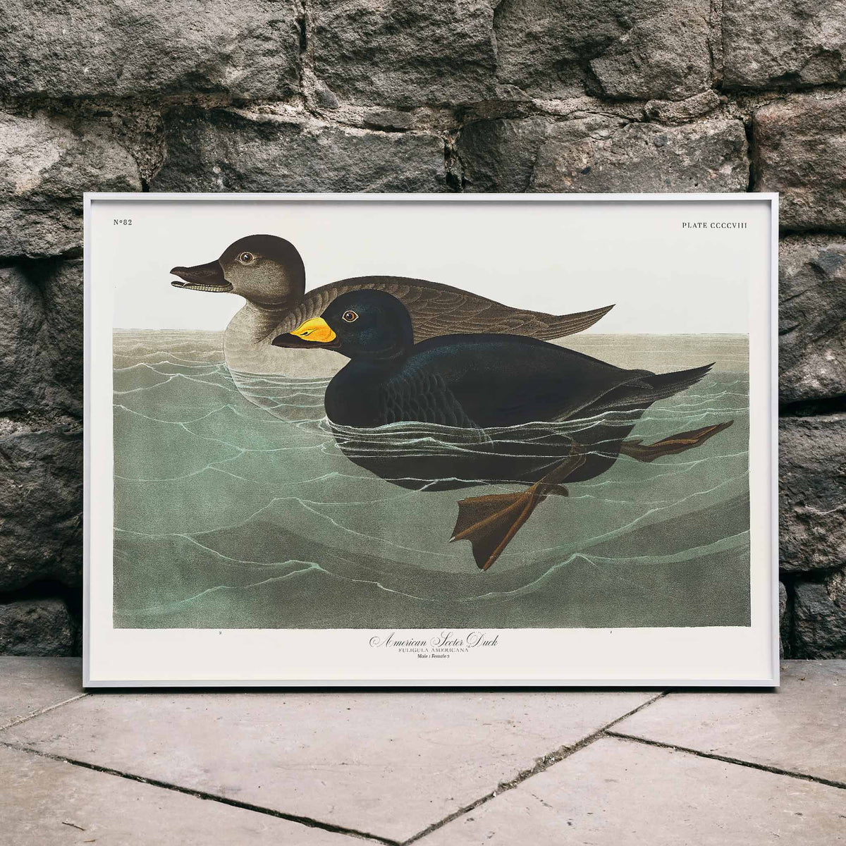 Canard garrot d'Amrique Poster by Moryarty - Oil Painting canvas print