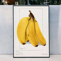 Bananes Musa Poster by Moryarty - Oil Painting canvas print