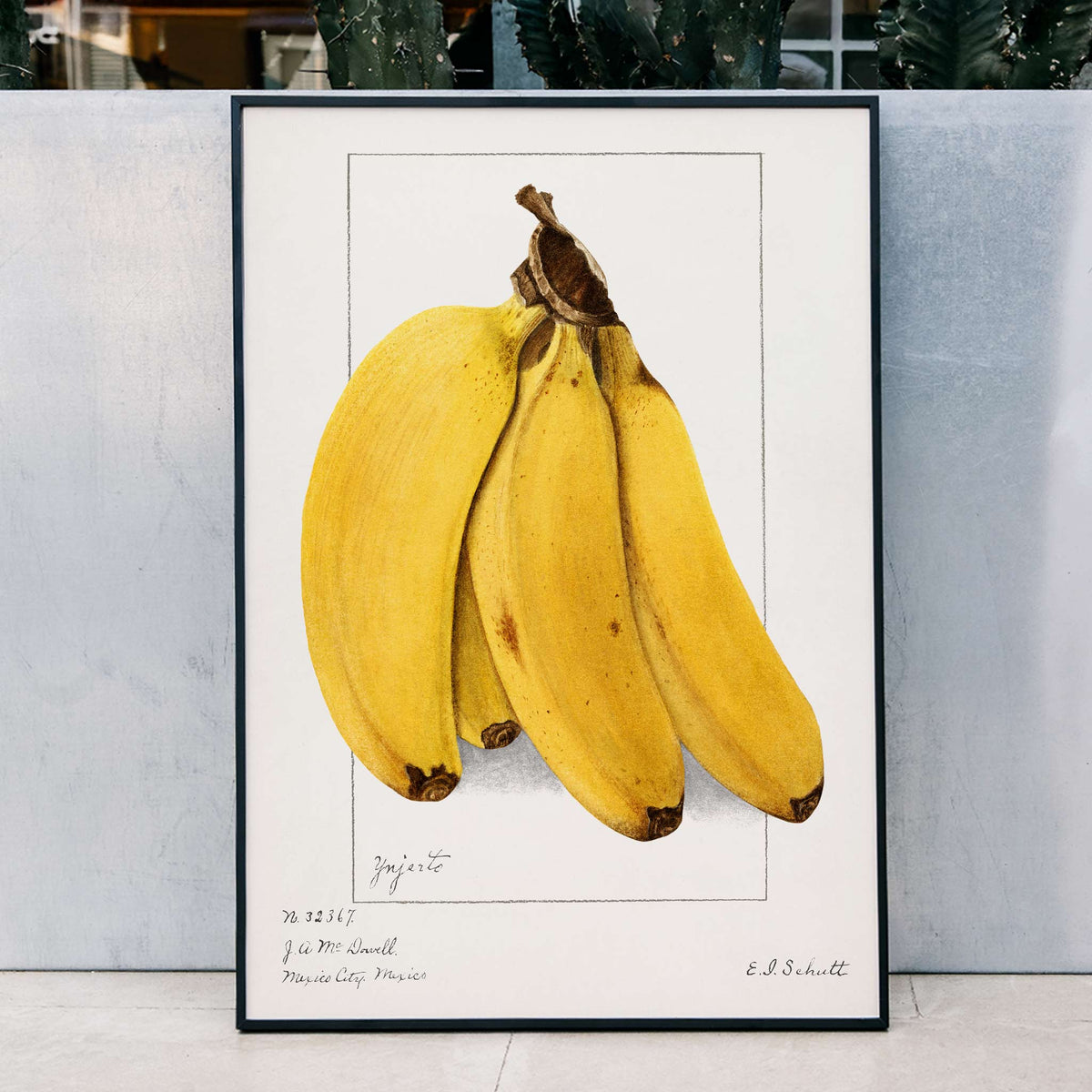 Bananes Musa Poster by Moryarty - Oil Painting canvas print
