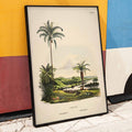 Cocos schizophylla Poster by Moryarty - Oil Painting canvas print