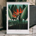 La plante reine Poster by Moryarty - Oil Painting canvas print
