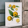 Agrumes Poster by Moryarty - Oil Painting canvas print