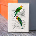 Perruche Poster by Moryarty - Oil Painting canvas print