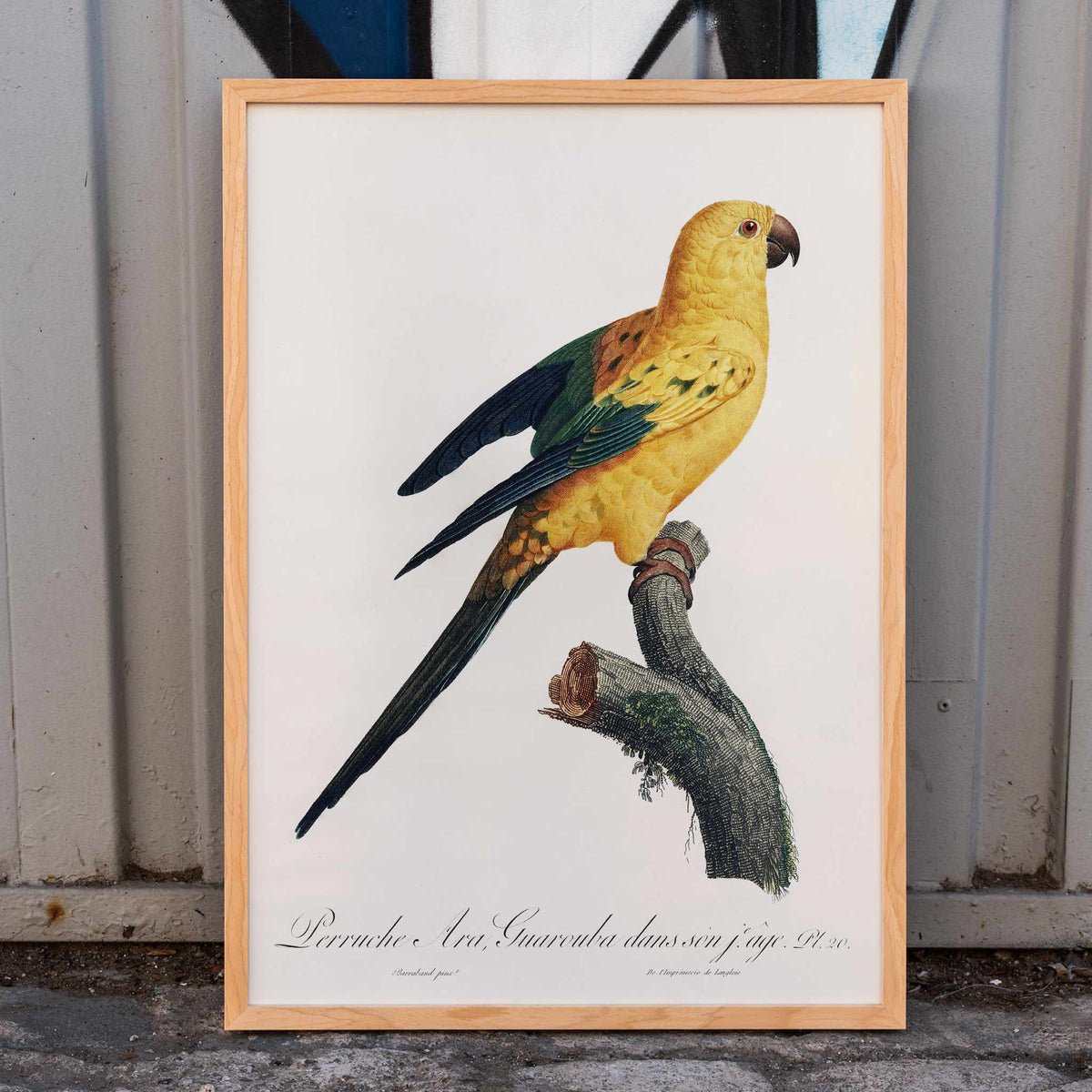 Conure-soleil Poster by Moryarty - Oil Painting canvas print