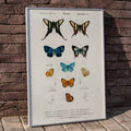 Lin jaune Linum glandulosum Poster by Moryarty - Oil Painting canvas print