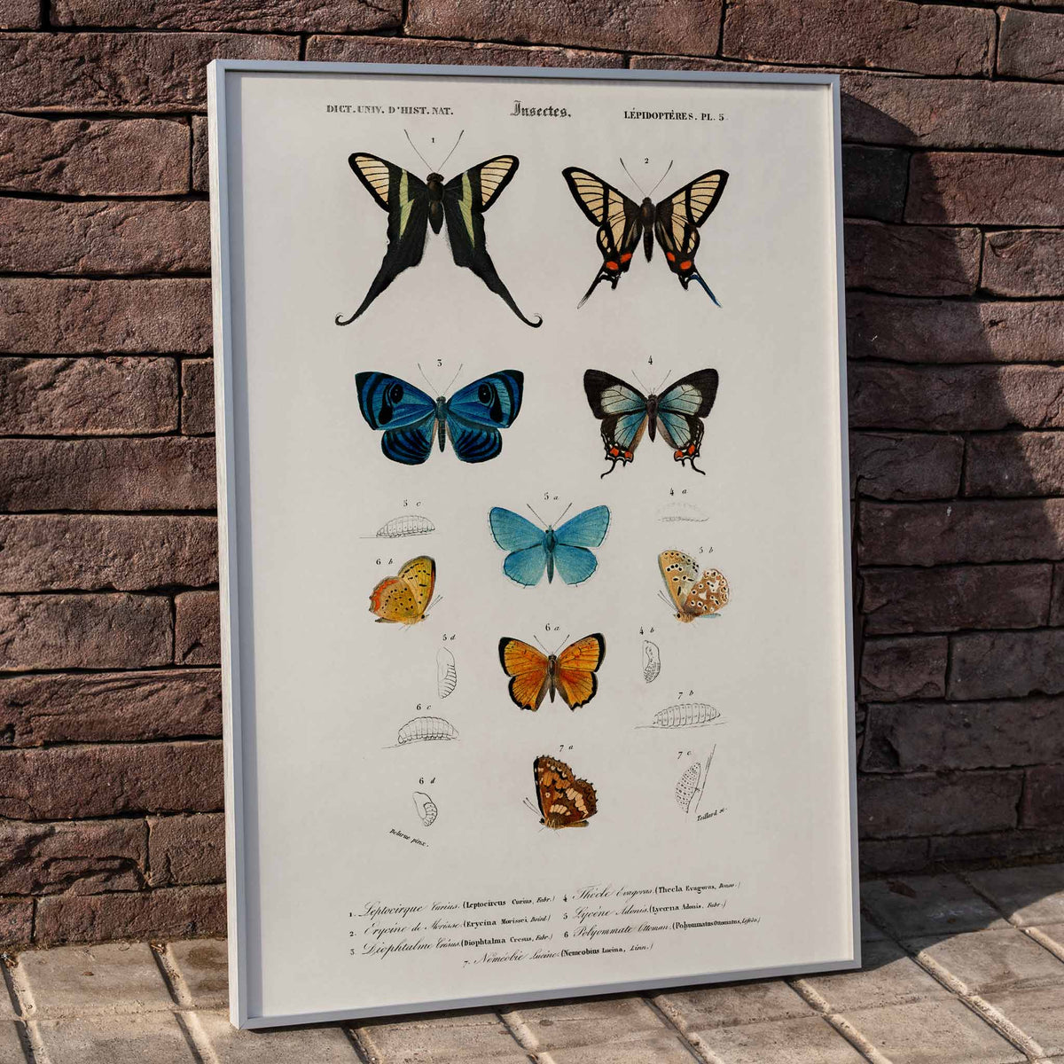 Lin jaune Linum glandulosum Poster by Moryarty - Oil Painting canvas print