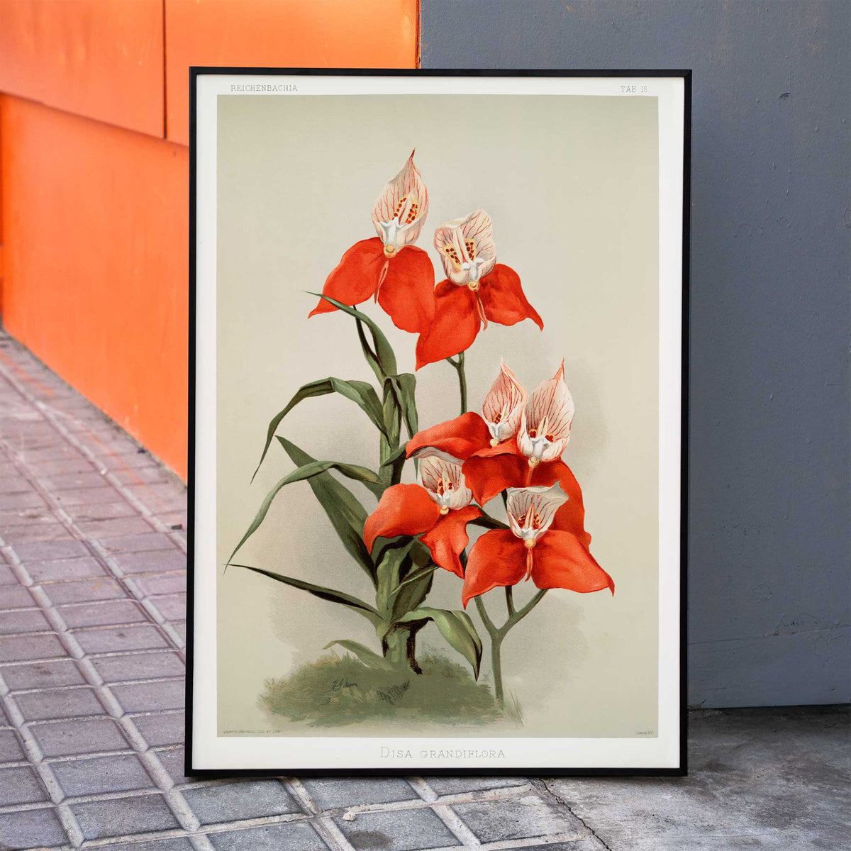 Disa grandiflora Poster by Moryarty - Oil Painting canvas print