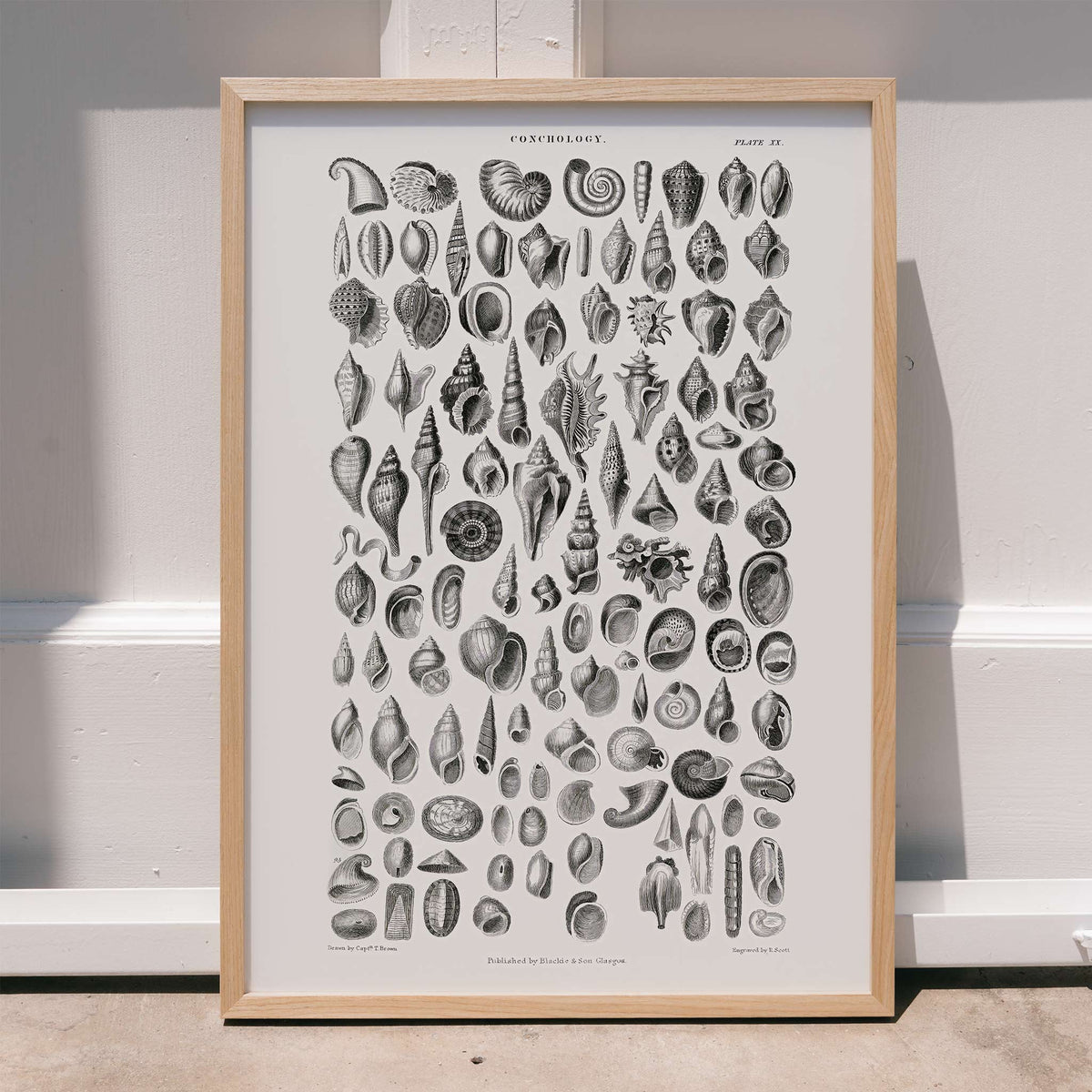 Conchologie Poster by Moryarty - Oil Painting canvas print