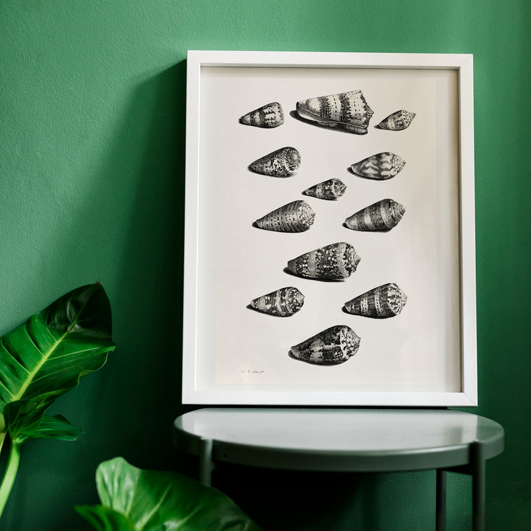 Douze coquillages Poster by Moryarty - Oil Painting canvas print