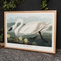 Cygne amricain Poster by Moryarty - Oil Painting canvas print