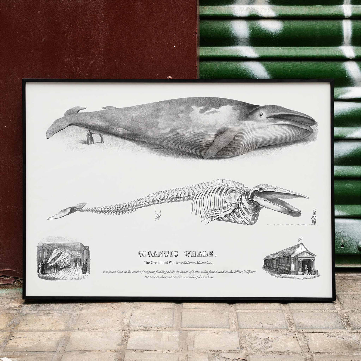Baleine bleue Balaenoptera musculus Poster by Moryarty - Oil Painting canvas print